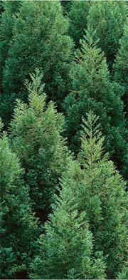 Redcedars